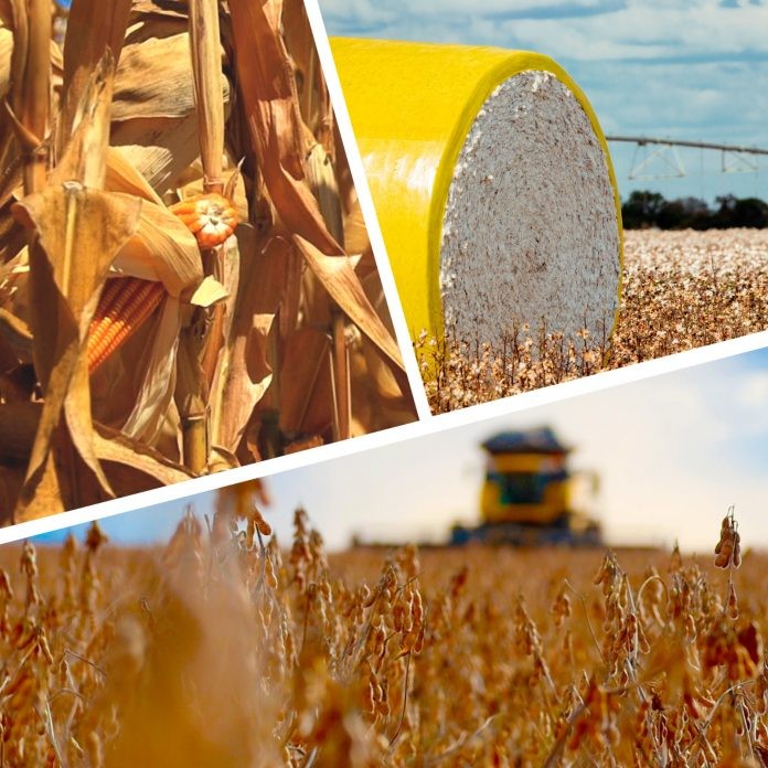 Preços derrubam participação do agronegócio no PIB da Bahia, mas produção e produtividade seguem em alta