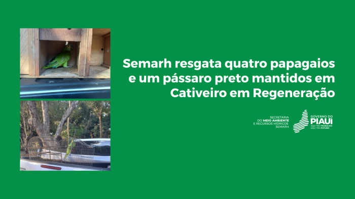 Semarh resgata quatro papagaios e um pássaro preto mantidos em cativeiro em Regeneração