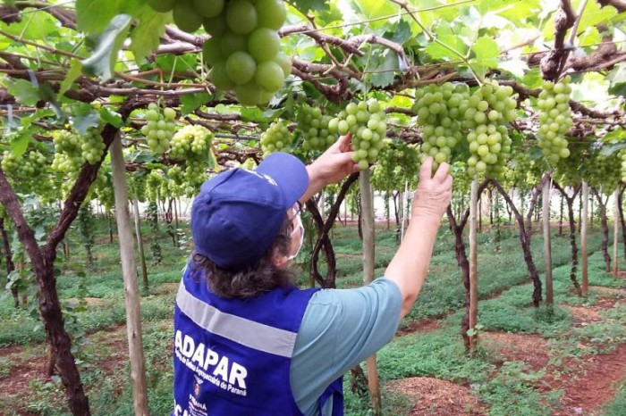 Comissão de Agricultura debate experiências brasileiras com polos produtivos de fruticultura